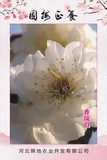 香瑞白