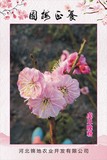 虎丘晚粉