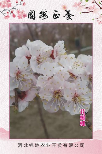 花蝴蝶