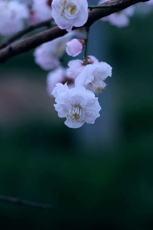 丰后系列 抗寒梅花新品种 河北锦地农业开发有限公司