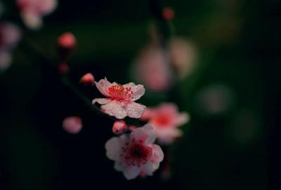 梅花.jpg